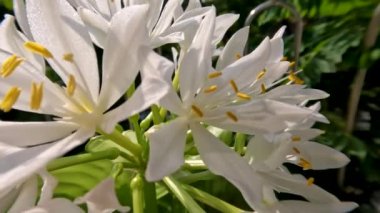 Ağustostaki zambak çiçeği bitkisi veya Hosta plantaginea ince düz yeşil yapraklara sahiptir, sarı yapraklı beyaz yapraklar ve yeşil çiçek sapları, bahçe süslemesi için saksılarda yetişir.