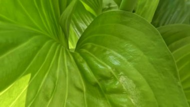 Ağustostaki zambak çiçeği bitkisi veya Hosta plantaginea ince düz yeşil yapraklara sahiptir, sarı yapraklı beyaz yapraklar ve yeşil çiçek sapları, bahçe süslemesi için saksılarda yetişir.