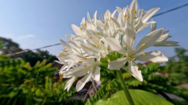 Ağustostaki zambak çiçeği bitkisi veya Hosta plantaginea ince düz yeşil yapraklara sahiptir, sarı yapraklı beyaz yapraklar ve yeşil çiçek sapları, bahçe süslemesi için saksılarda yetişir.