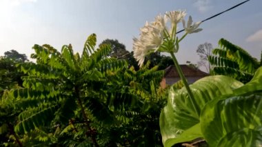 Ağustostaki zambak çiçeği bitkisi veya Hosta plantaginea ince düz yeşil yapraklara sahiptir, sarı yapraklı beyaz yapraklar ve yeşil çiçek sapları, bahçe süslemesi için saksılarda yetişir.