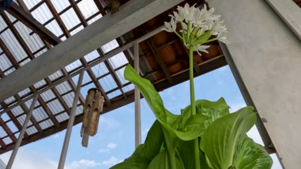 Planta Flor Del Lirio Agosto Plantaginea Hosta Tiene Delgadas Hojas — Vídeos de Stock