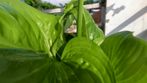 Planta Flor Lírio Agosto Hosta Plantaginea Tem Folhas Verdes Retas — Vídeo de Stock