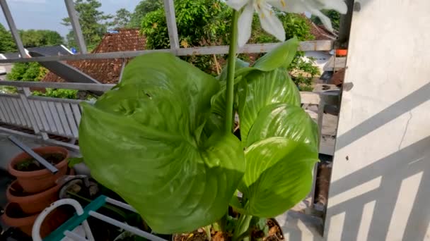 雄伟的百合花植物 Hosta Plantaginea 有薄而直的绿叶 白色花瓣上有黄色的雌蕊和绿色的花梗 生长在盆栽中作为花园装饰 — 图库视频影像