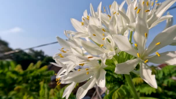雄伟的百合花植物 Hosta Plantaginea 有薄而直的绿叶 白色花瓣上有黄色的雌蕊和绿色的花梗 生长在盆栽中作为花园装饰 — 图库视频影像