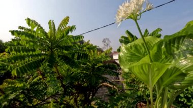 Ağustostaki zambak çiçeği bitkisi veya Hosta plantaginea ince düz yeşil yapraklara sahiptir, sarı yapraklı beyaz yapraklar ve yeşil çiçek sapları, bahçe süslemesi için saksılarda yetişir.