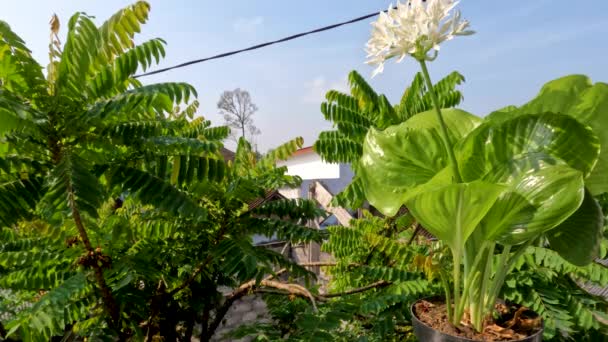 Augusztusi Liliomvirág Növény Vagy Hosta Plantaginea Vékony Egyenes Zöld Levelek — Stock videók