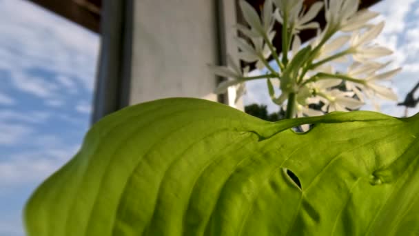 바나나 잎사귀가 과푸른 줄기가 있으며 장식용 화분에서 자란다 — 비디오