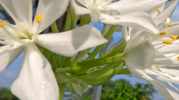 Vznešené Lilie Květina Nebo Hosta Plantaginea Tenké Rovné Zelené Listy — Stock video