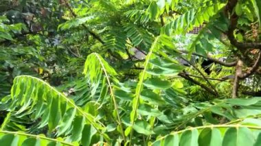 Bilibi ağacının yaprakları arasındaki kamera hareketi, dalların tepelerinde yoğun yeşil yapraklar, doğanın teması ve tropikal ormanlar vardır.