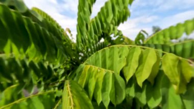 Bilibi ağacının yaprakları arasındaki kamera hareketi, dalların tepelerinde yoğun yeşil yapraklar, doğanın teması ve tropikal ormanlar vardır.