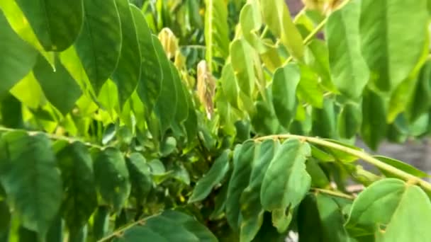 Kamerafahrt Zwischen Den Blättern Des Bilimbi Baumes Die Zweigspitzen Haben — Stockvideo