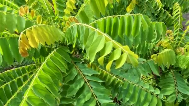 Kamerafahrt Zwischen Den Blättern Des Bilimbi Baumes Die Zweigspitzen Haben — Stockvideo