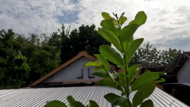 Plante Fruitière Goyave Aux Feuilles Vertes Avec Squelette Feuilles Clairement — Video