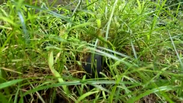 마당에 잡초를 카메라로 녹색이며 땅에서 자란다 — 비디오