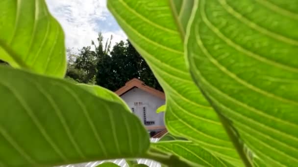 Guaven Fruchtpflanze Mit Grünen Blättern Mit Deutlich Sichtbarem Blattskelett Tropische — Stockvideo