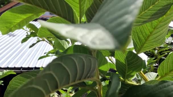 Φυτό Φρούτων Γκουάβα Πράσινα Φύλλα Σαφώς Ορατό Σκελετό Φύλλων Τροπικό — Αρχείο Βίντεο