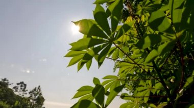 Yeşil yaprakları, kırmızı minyonları ve yeşil sapları olan Cassava bitkisi sebze olarak yenilebilir ve yumrusu da yemek için..