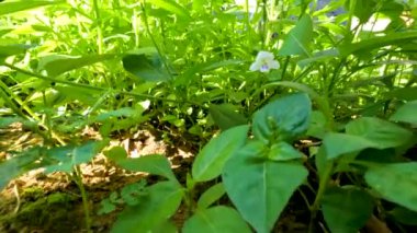 Güneşli bir sabahta yeşil otlar arasında kamera hareketi; ıslak ve iyi aydınlatılmış toprakta çimenler gelişiyor; tropikal iklimde bitki örtüsü