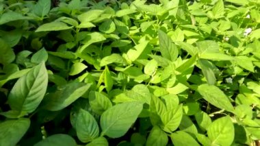 Güneşli bir sabahta yeşil otlar arasında kamera hareketi; ıslak ve iyi aydınlatılmış toprakta çimenler gelişiyor; tropikal iklimde bitki örtüsü