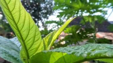 Kıllı incir bitkisinin tepesinde yaprakların pürüzlü, kıllı ve yeşil bir dokusu vardır. Endonezya 'nın kırsal bölgelerinde bitki bulmak çok kolaydır.