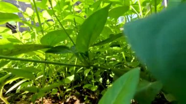 Güneşli bir sabahta yeşil otlar arasında kamera hareketi; ıslak ve iyi aydınlatılmış toprakta çimenler gelişiyor; tropikal iklimde bitki örtüsü