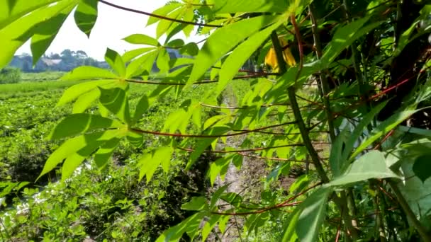 과푸른 줄기가 카사바 식물은 야채로 수있으며 덩이줄기는 음식으로 수있다 — 비디오
