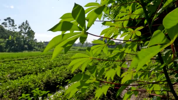 Cassava Planta Que Tiene Hojas Verdes Pecíolos Rojos Tallos Verdes — Vídeos de Stock