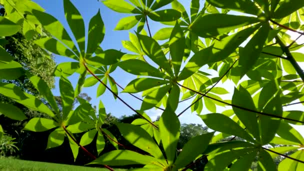 Planta Mandioca Que Tem Folhas Verdes Pecíolos Vermelhos Caules Verdes — Vídeo de Stock