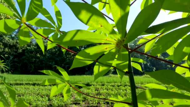 Planta Mandioca Que Tem Folhas Verdes Pecíolos Vermelhos Caules Verdes — Vídeo de Stock