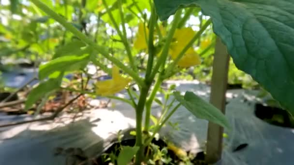 Blommande Gurka Frukt Planterade Fältet Bladen Har Grov Grã Konsistens — Stockvideo
