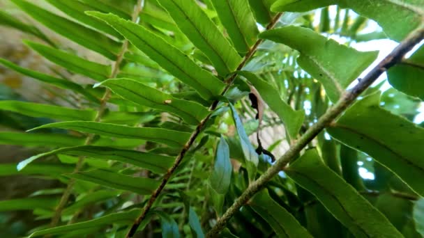 Folhas Samambaias Plantas Suplir São Verdes Que Têm Esporos Parte — Vídeo de Stock