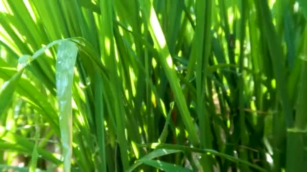 水稻生长在稻田中 粗糙的绿色纹理稻叶生长在含有大量水分和充足阳光的泥浆中 照相机在稻谷中的运动 — 图库视频影像