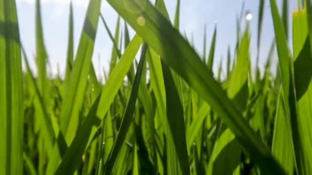 水稻生长在稻田中 粗糙的绿色纹理稻叶生长在含有大量水分和充足阳光的泥浆中 照相机在稻谷中的运动 — 图库视频影像