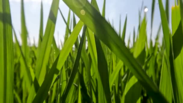 Movimento Câmera Entre Plantas Arroz Que Crescem Campos Arroz Folhas — Vídeo de Stock