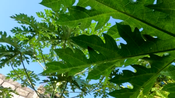 Papaya Eller Pawpaw Växter Som Fortfarande Unga Har Gröna Fingerformade — Stockvideo