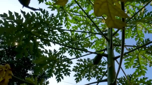 木瓜或当铺植物 还年轻 有绿色的手指状叶子 脉络明亮 叶子通常用于蔬菜 水果可以食用 — 图库视频影像