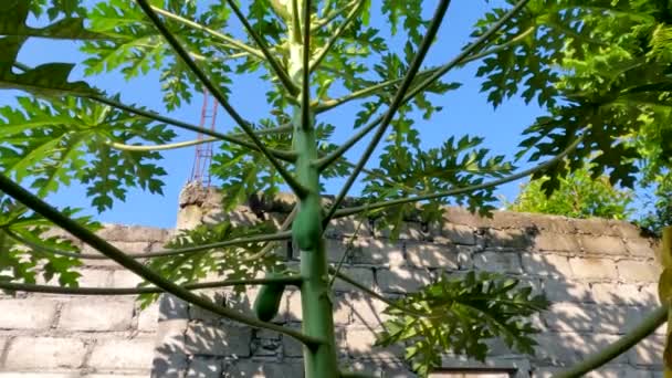 Παπάγια Pawpaw Φυτά Που Είναι Ακόμα Μικρά Έχουν Πράσινα Φύλλα — Αρχείο Βίντεο
