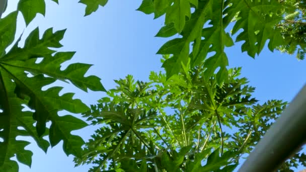 Papaya Eller Pawpaw Växter Som Fortfarande Unga Har Gröna Fingerformade — Stockvideo