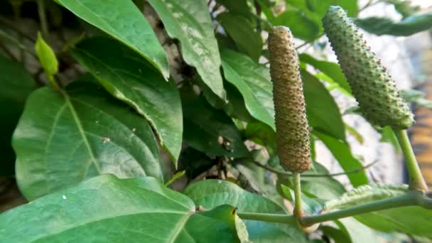 Javanische Chilipflanzen Oder Piper Retrofractum Die Früchte Tragen Früchte Die — Stockvideo