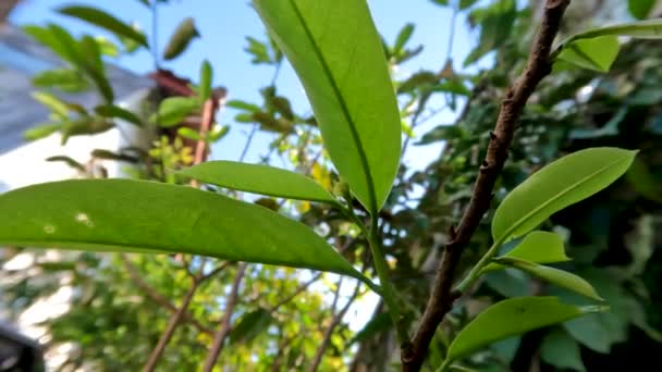 Sauerampfer Fruchttriebe Mit Jungen Blättern Die Hellgrün Sind Die Zweige — Stockvideo