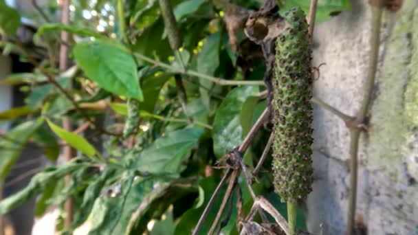 Javaanse Chili Planten Piper Retrofractuur Die Vruchten Dragen Fruit Dat — Stockvideo