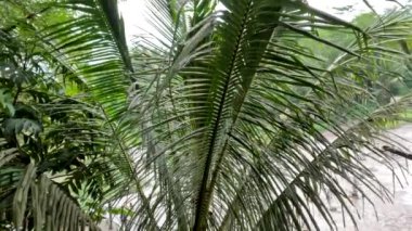 Hindistan cevizi ağacı yaprakları rüzgarda sallanıyor, bulutlu gökyüzü arkaplanı, kırsal manzara