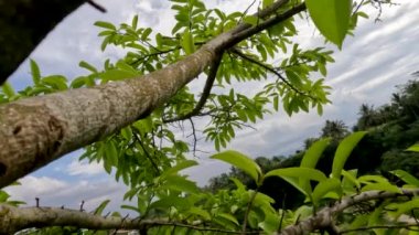 Kahverengi ağaç dalları olan Soursop meyve bitkisi, kabuk yosun ile kaplıdır, Endonezya kırsalında bir manzara