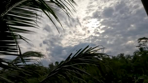 Φύλλα Καρύδας Ταλαντεύεται Στον Άνεμο Συννεφιασμένο Φόντο Του Ουρανού Αγροτικό — Αρχείο Βίντεο