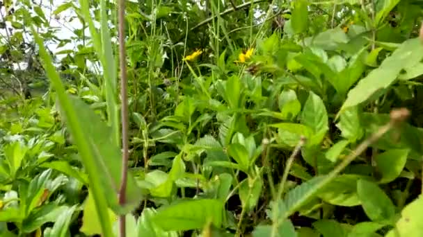 Φυτό Βουτυρόκουπα Που Φυτρώνει Άγριο Στην Όχθη Του Ποταμού Μικρά — Αρχείο Βίντεο