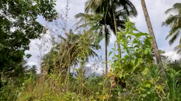 Hierba Verde Silvestre Tiene Una Forma Irregular Crece Las Orillas — Vídeos de Stock