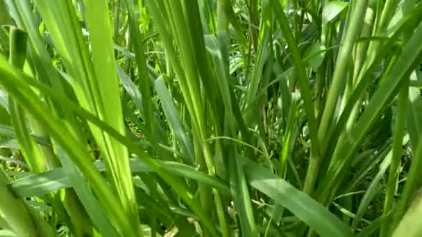 餐巾草叶子中以绿叶的形式在田间故意种植供动物饲料的相机运动 — 图库视频影像