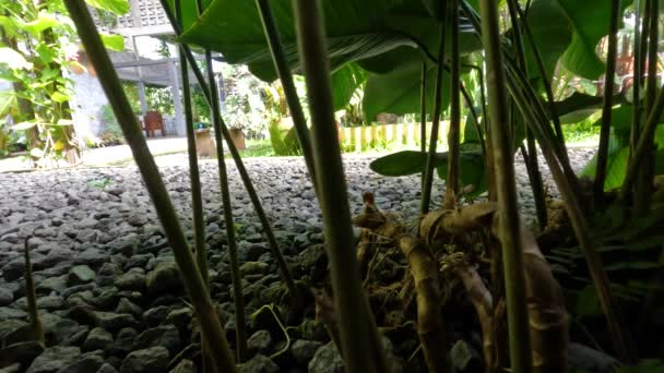 Pampanoplanten Die Als Tuindecoratie Worden Geplant Groene Bladeren Met Bruine — Stockvideo