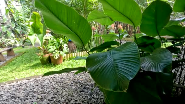 Pampanoplanten Die Als Tuindecoratie Worden Geplant Groene Bladeren Met Bruine — Stockvideo