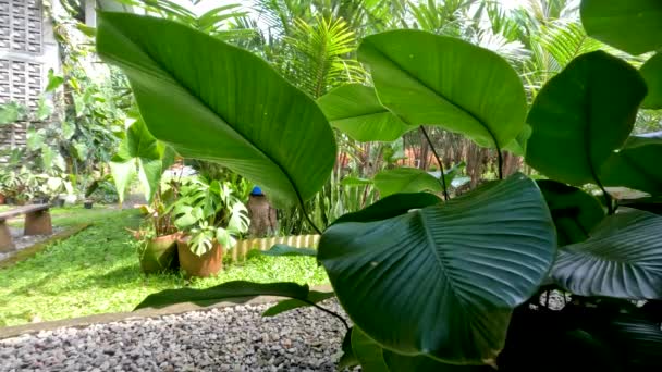 Pampanoplanten Die Als Tuindecoratie Worden Geplant Groene Bladeren Met Bruine — Stockvideo